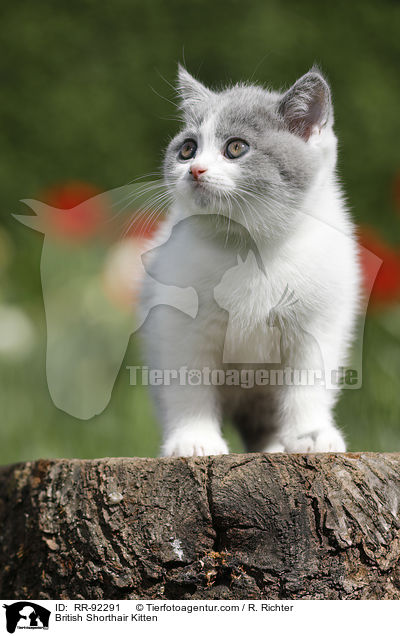 Britisch Kurzhaar Ktzchen / British Shorthair Kitten / RR-92291