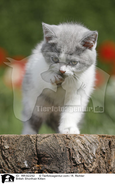 Britisch Kurzhaar Ktzchen / British Shorthair Kitten / RR-92292