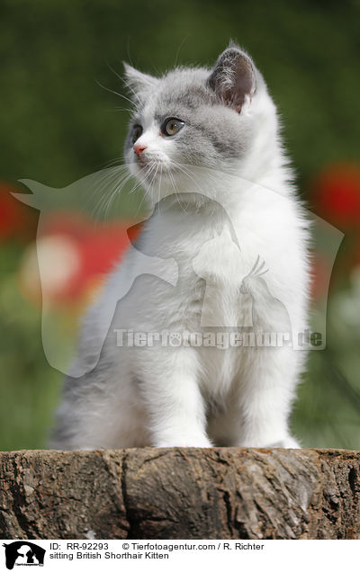 sitzendes Britisch Kurzhaar Ktzchen / sitting British Shorthair Kitten / RR-92293