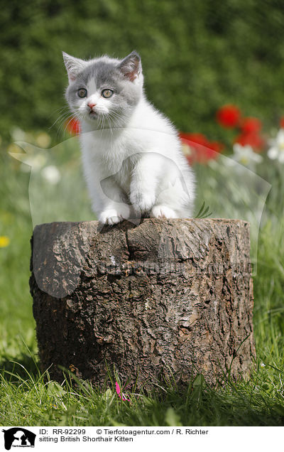 sitzendes Britisch Kurzhaar Ktzchen / sitting British Shorthair Kitten / RR-92299