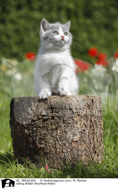 sitzendes Britisch Kurzhaar Ktzchen / sitting British Shorthair Kitten / RR-92300