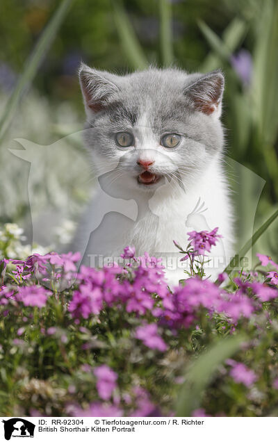 Britisch Kurzhaar Ktzchen Portrait / British Shorthair Kitten Portrait / RR-92304