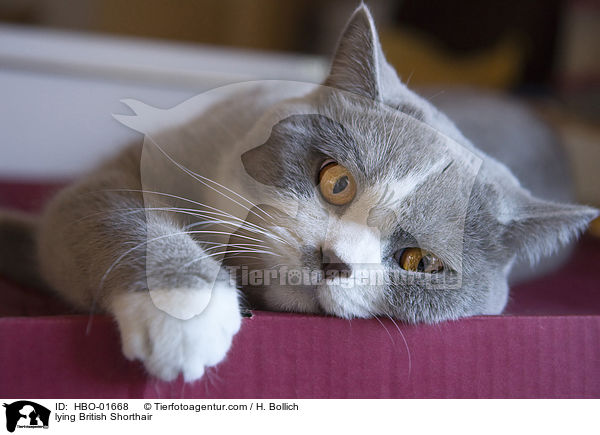 liegende Britisch Kurzhaar / lying British Shorthair / HBO-01668