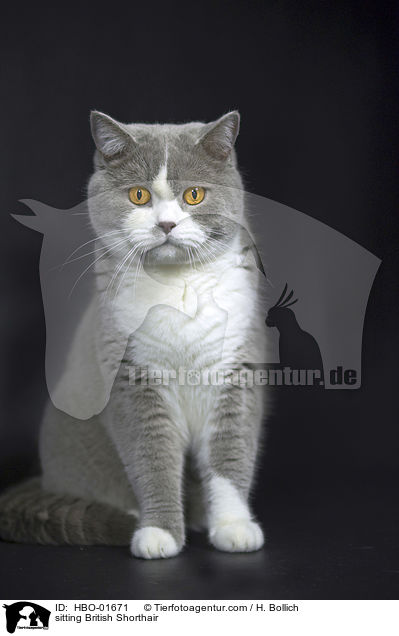 sitzende Britisch Kurzhaar / sitting British Shorthair / HBO-01671