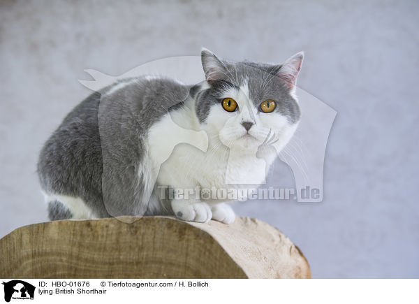 liegende Britisch Kurzhaar / lying British Shorthair / HBO-01676