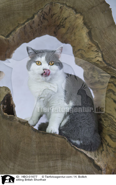 sitzende Britisch Kurzhaar / sitting British Shorthair / HBO-01677