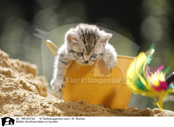 Britisch Kurzhaar Ktzchen in Eimerchen / British shorthair kitten in bucket / RR-93720