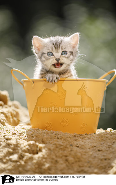 Britisch Kurzhaar Ktzchen in Eimerchen / British shorthair kitten in bucket / RR-93726