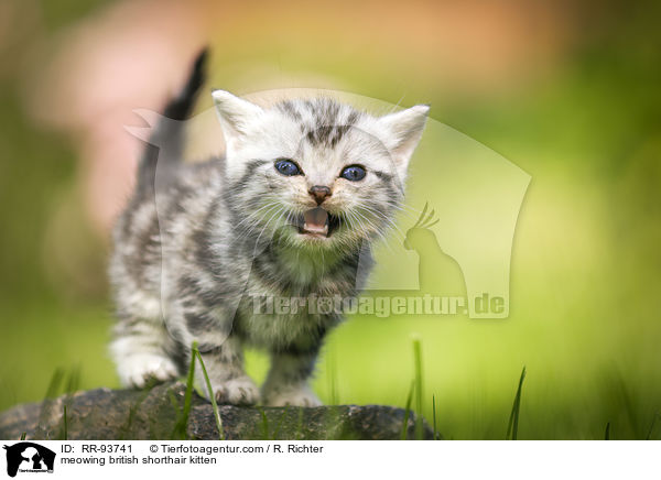 maunzendes Britisch Kurzhaar Ktzchen / meowing british shorthair kitten / RR-93741