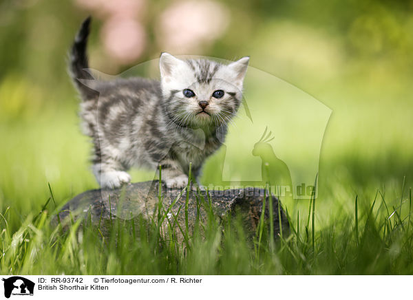 Britisch Kurzhaar Ktzchen / British Shorthair Kitten / RR-93742