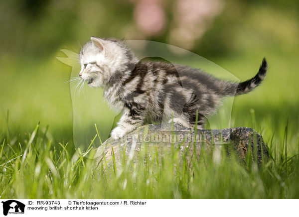 maunzendes Britisch Kurzhaar Ktzchen / meowing british shorthair kitten / RR-93743