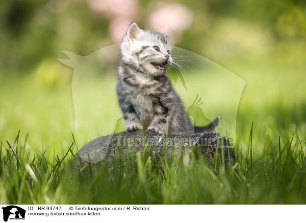 maunzendes Britisch Kurzhaar Ktzchen / meowing british shorthair kitten / RR-93747