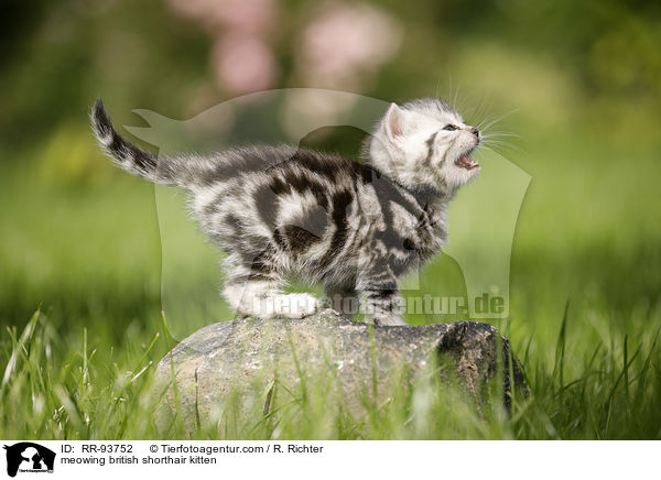 maunzendes Britisch Kurzhaar Ktzchen / meowing british shorthair kitten / RR-93752