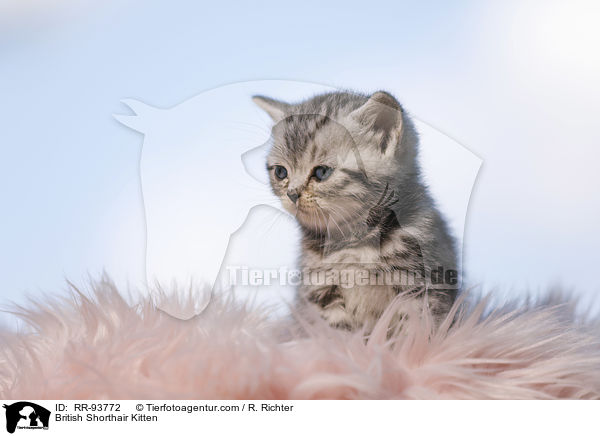 Britisch Kurzhaar Ktzchen / British Shorthair Kitten / RR-93772