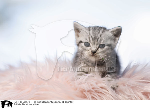 Britisch Kurzhaar Ktzchen / British Shorthair Kitten / RR-93775