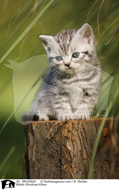 Britisch Kurzhaar Ktzchen / British Shorthair Kitten / RR-93804