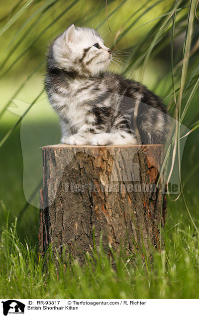 Britisch Kurzhaar Ktzchen / British Shorthair Kitten / RR-93817