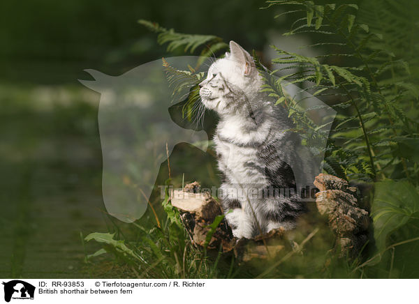 Britisch Kurzhaar zwischen Farn / British shorthair between fern / RR-93853