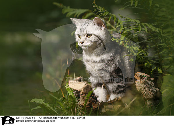 Britisch Kurzhaar zwischen Farn / British shorthair between fern / RR-93854