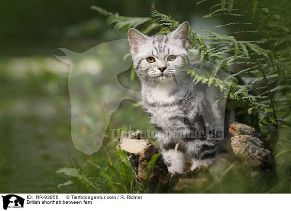 Britisch Kurzhaar zwischen Farn / British shorthair between fern / RR-93856