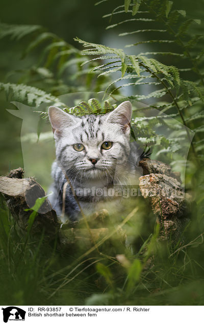 Britisch Kurzhaar zwischen Farn / British shorthair between fern / RR-93857