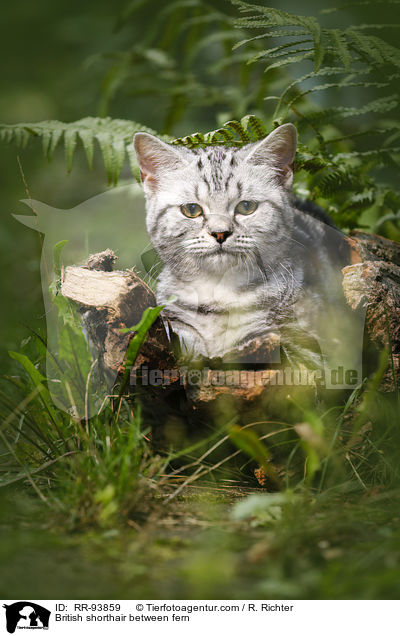 Britisch Kurzhaar zwischen Farn / British shorthair between fern / RR-93859