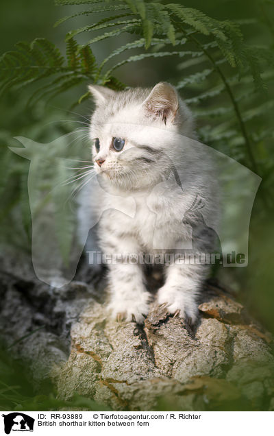 Britisch Kurzhaar Ktzchen zwischen Farn / British shorthair kitten between fern / RR-93889