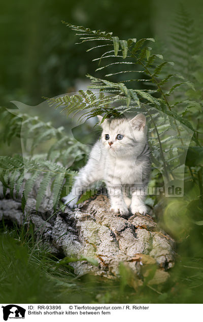 Britisch Kurzhaar Ktzchen zwischen Farn / British shorthair kitten between fern / RR-93896