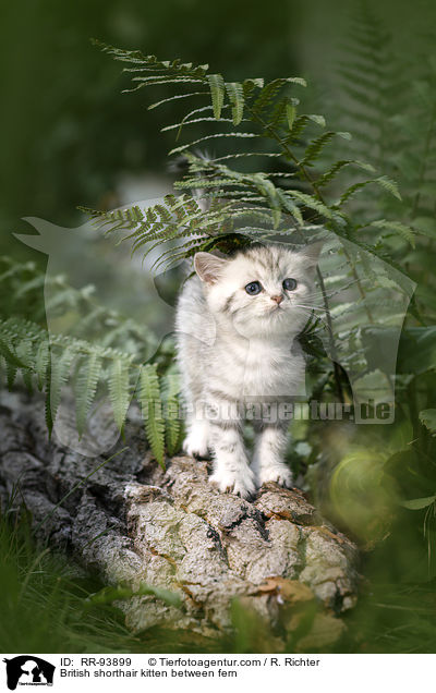 Britisch Kurzhaar Ktzchen zwischen Farn / British shorthair kitten between fern / RR-93899