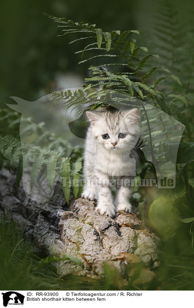 Britisch Kurzhaar Ktzchen zwischen Farn / British shorthair kitten between fern / RR-93900