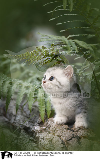 Britisch Kurzhaar Ktzchen zwischen Farn / British shorthair kitten between fern / RR-93906