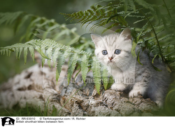 Britisch Kurzhaar Ktzchen zwischen Farn / British shorthair kitten between fern / RR-93910