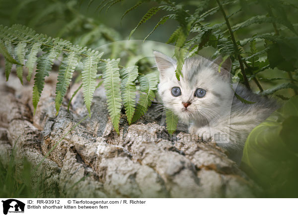 Britisch Kurzhaar Ktzchen zwischen Farn / British shorthair kitten between fern / RR-93912