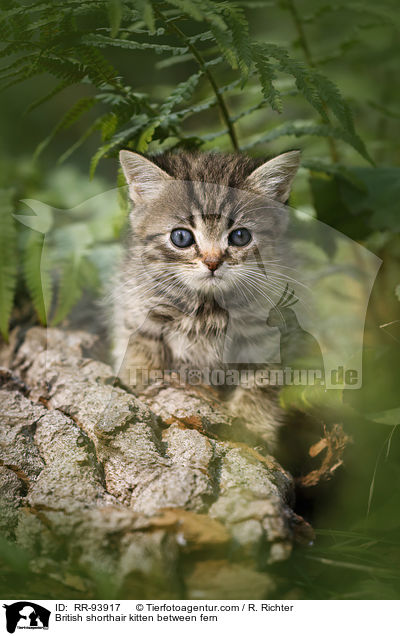 Britisch Kurzhaar Ktzchen zwischen Farn / British shorthair kitten between fern / RR-93917