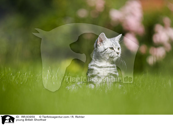 junge Britisch Kurzhaar / young British Shorthair / RR-93959