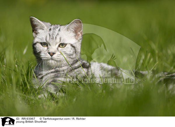 junge Britisch Kurzhaar / young British Shorthair / RR-93967