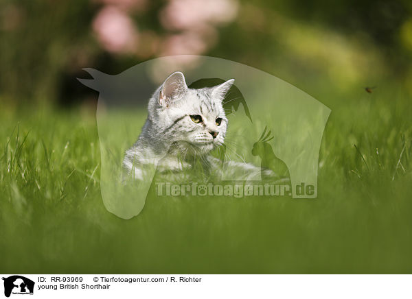 junge Britisch Kurzhaar / young British Shorthair / RR-93969