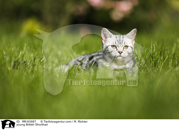 junge Britisch Kurzhaar / young British Shorthair / RR-93987