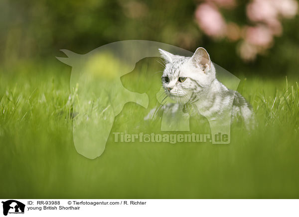 junge Britisch Kurzhaar / young British Shorthair / RR-93988