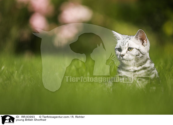 junge Britisch Kurzhaar / young British Shorthair / RR-93993