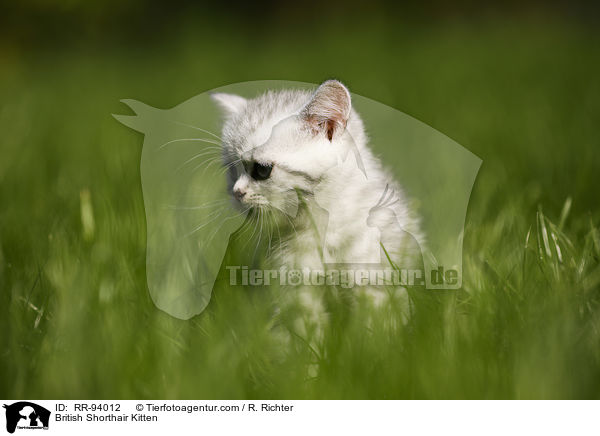 Britisch Kurzhaar Ktzchen / British Shorthair Kitten / RR-94012