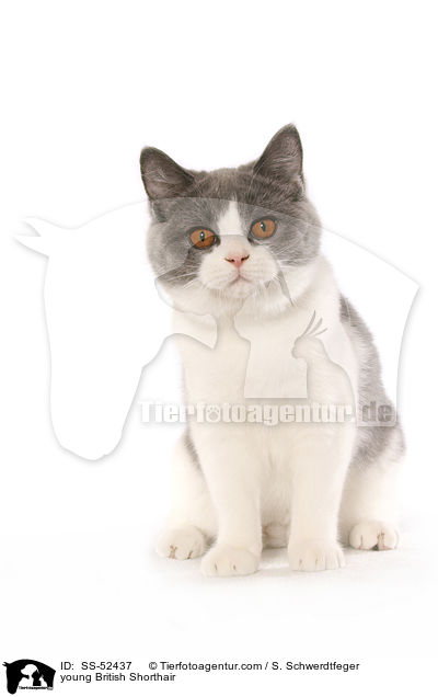 junge Britisch Kurzhaar / young British Shorthair / SS-52437