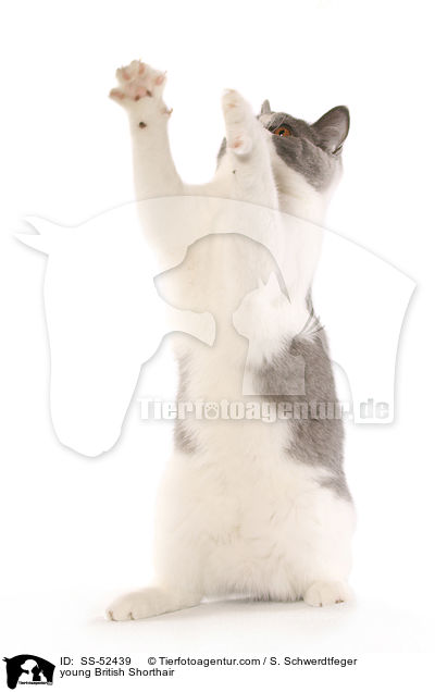 junge Britisch Kurzhaar / young British Shorthair / SS-52439