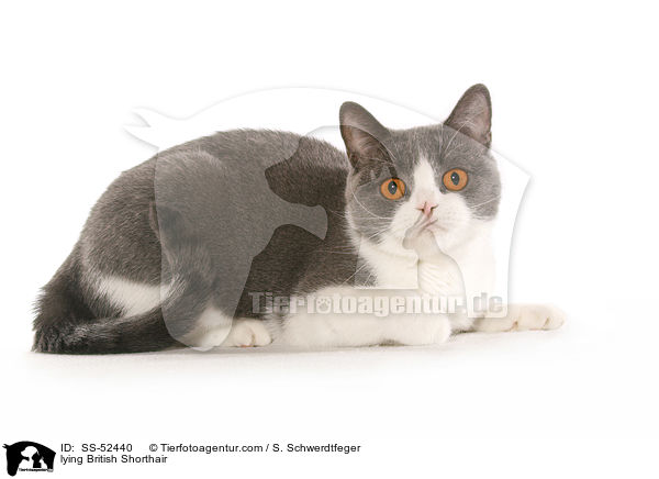 liegende Britisch Kurzhaar / lying British Shorthair / SS-52440