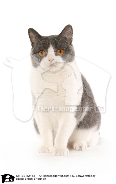 sitzende Britisch Kurzhaar / sitting British Shorthair / SS-52443