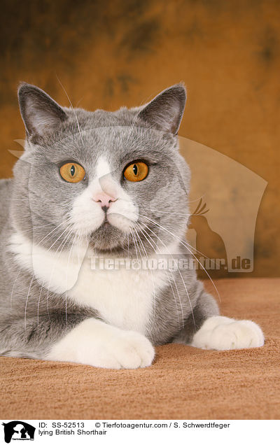 liegende Britisch Kurzhaar / lying British Shorthair / SS-52513