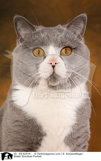 Britisch Kurzhaar Portrait / British Shorthair Portrait / SS-52516