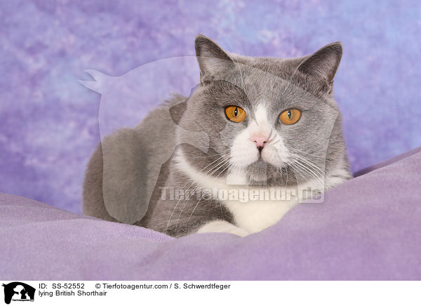 liegende Britisch Kurzhaar / lying British Shorthair / SS-52552