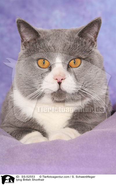 liegende Britisch Kurzhaar / lying British Shorthair / SS-52553