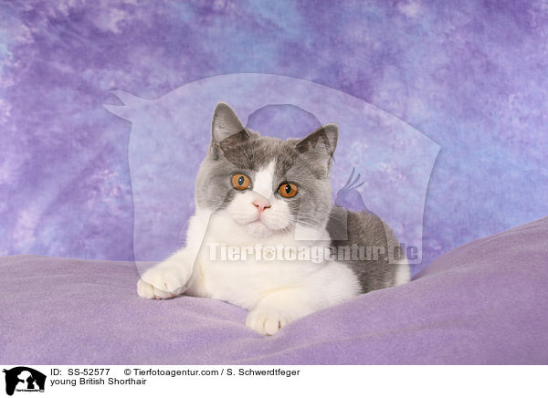 junge Britisch Kurzhaar / young British Shorthair / SS-52577